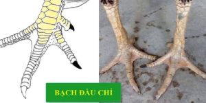 ga-bach-dau